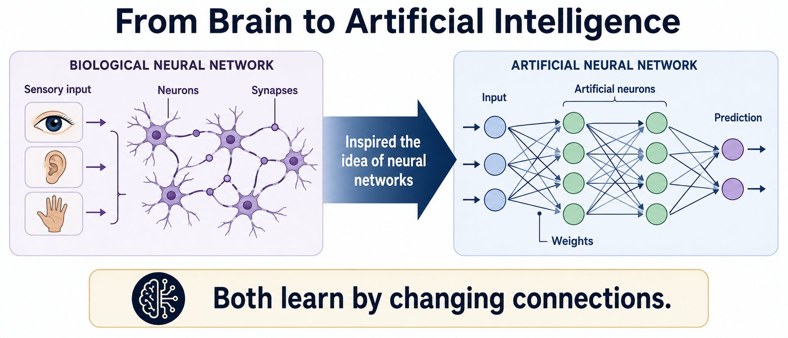 From Brain to Artificial Intelligence. Left: a biological neural network, where sensory input from the eye, ear, and hand flows into neurons joined by synapses. A large arrow labeled "Inspired the idea of neural networks" points right to an artificial neural network: input circles, two layers of artificial neurons joined by weights, and prediction circles. A banner reads "Both learn by changing connections."
