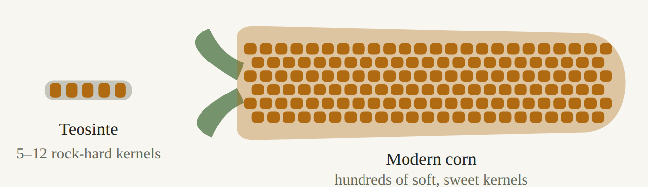 Size comparison: a teosinte ear is a short strip of about ten kernels, each in a hard case; a modern corn cob is many times longer and wider, with hundreds of kernels in rows.