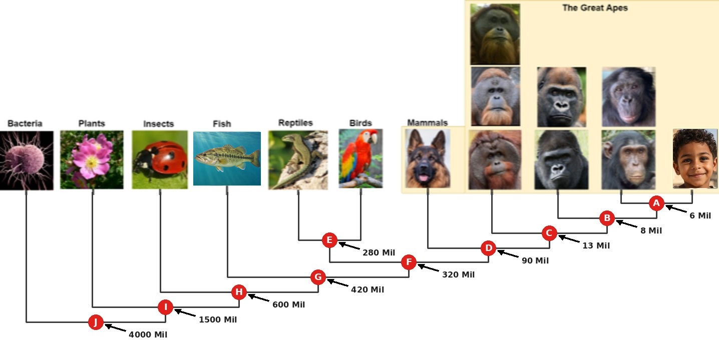 The tree of life, drawn as a family tree with photos at the top: bacteria, plants, insects, fish, reptiles, birds, and mammals, then the great apes (orangutan, gorilla, chimpanzee) and humans, shown as a smiling child. Red dots mark common ancestors: A, humans and chimpanzees, 6 million years ago; B, gorillas, 8 million; C, orangutans, 13 million; D, dogs and apes, 90 million; E, reptiles and birds, 280 million; F, mammals and reptiles with birds, 320 million; G, fish, 420 million; H, insects, 600 million; I, plants, 1.5 billion; J, bacteria, 4 billion years ago.