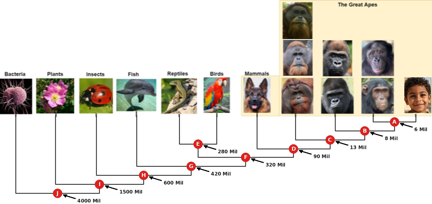 The tree of life, drawn as a family tree with photos at the top: bacteria, plants, insects, fish, reptiles, birds, and mammals, then the great apes (orangutan, gorilla, chimpanzee) and humans, shown as a smiling child. Red dots mark common ancestors: A, humans and chimpanzees, 6 million years ago; B, gorillas, 8 million; C, orangutans, 13 million; D, dogs and apes, 90 million; E, reptiles and birds, 280 million; F, mammals and reptiles with birds, 320 million; G, fish, 420 million; H, insects, 600 million; I, plants, 1.5 billion; J, bacteria, 4 billion years ago.