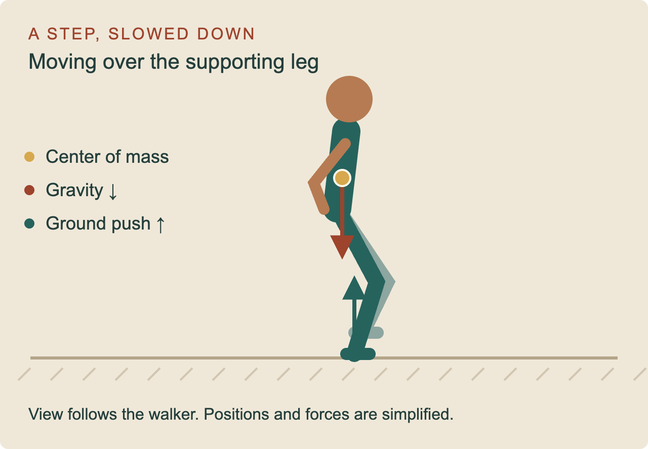 A walking figure seen from the side, with a dot at its center of mass, a red arrow for gravity pulling down, and a green arrow for the ground pushing up through the supporting foot.